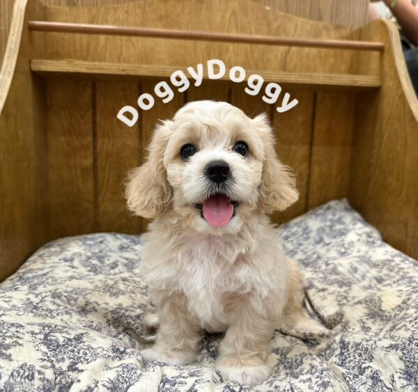 可卡熊
